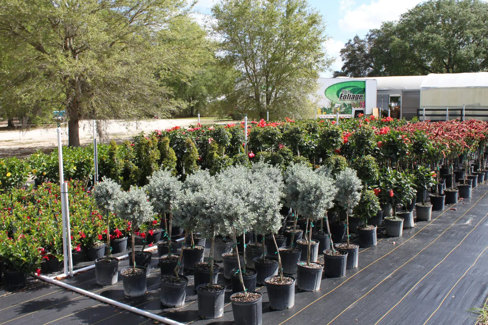 A lot of trees and bushes in pots