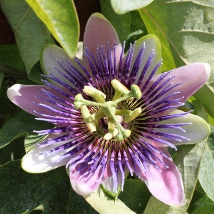 A purple flower with green leaves in the background.