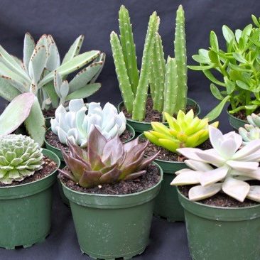 A group of plants that are in green pots.